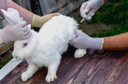 rabbit illness signs