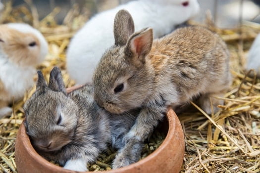 rabbit pulling fur out of other rabbit