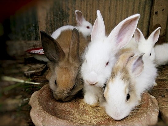 Do Rabbits Remember (Siblings, Owners, Places, and Names)?