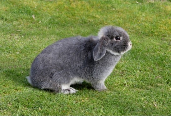 signs female rabbit in heat