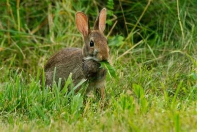 wild vs domestic rabbit