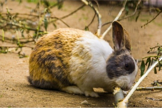 will rabbits chew through wood?