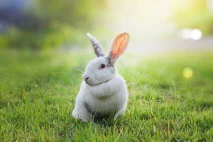 Can Rabbits Eat Grass from the Yard?