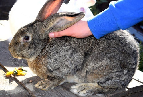 giant rabbit care