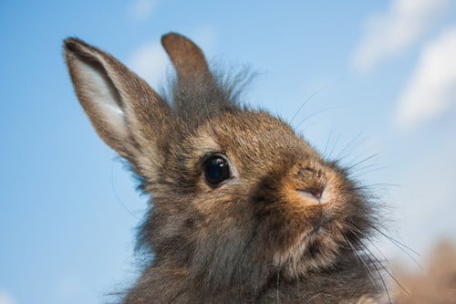 How Good is a Rabbit's Sense of Smell?