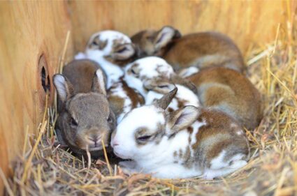 mother rabbit with babies