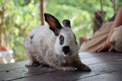 can a dog scare a rabbit to death