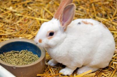 How to Get a Rabbit to Eat Pellets