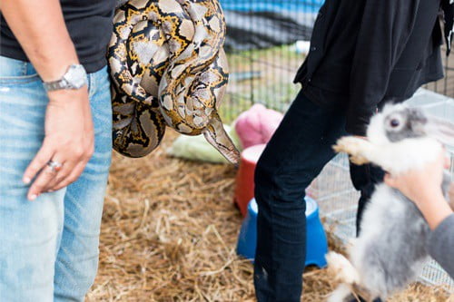 How to Protect Rabbits from Snakes