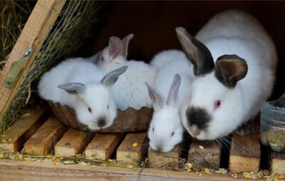 mother rabbit with babies