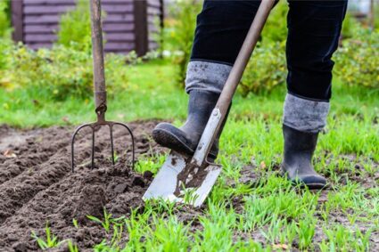Is rabbit poop a good fertilizer for the garden?