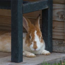 My Rabbit's Back Legs Have Stopped Working (Weak, Wobbly ...