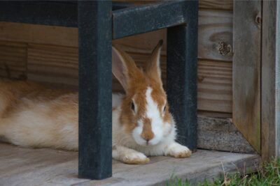 Rabbit Shaking and Laying Down