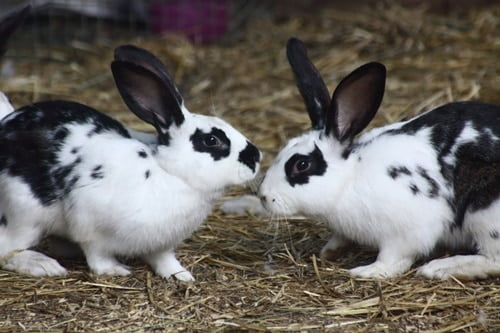 two female rabbits fighting