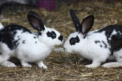 Signs of Dominant Behavior in Rabbits