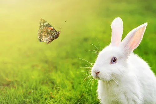 What Insects Do Rabbits Eat?