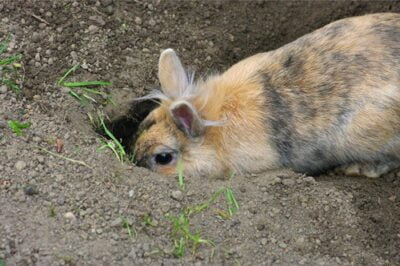 Why Do Rabbits Dig Holes?