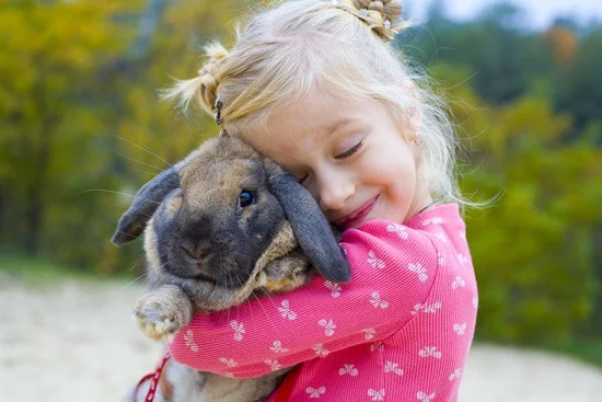 are rabbits affectionate?