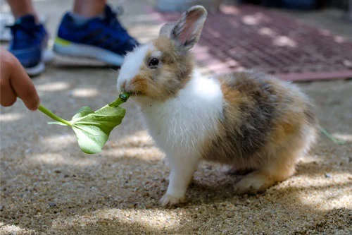 are rabbits allowed spinach leaves?