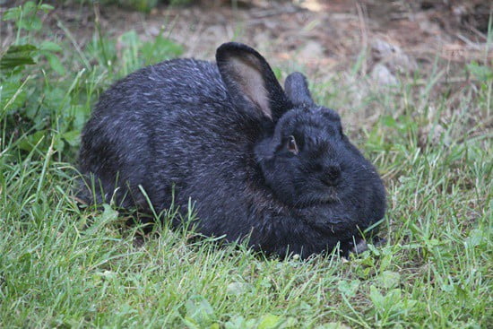 are rabbits allowed to eat bugs?