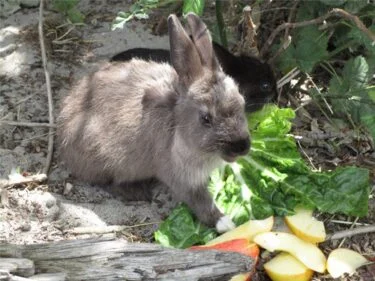 best lettuce for rabbits