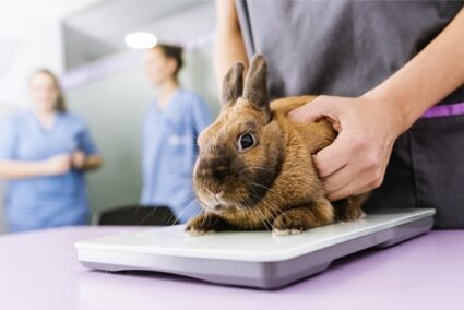 blood loss in pet rabbits