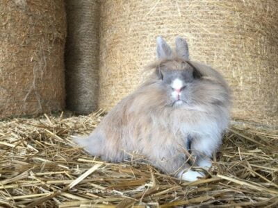 can Lionhead Rabbits live alone?