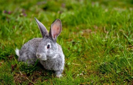 can bunnies eat lawn grass?