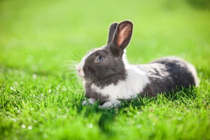can pet rabbits eat lawn clippings?