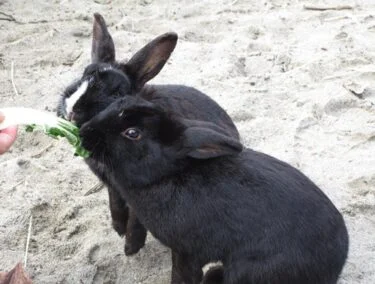 can rabbits eat romaine lettuce?