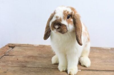 Keeping A Single Rabbit Is It Ok To Have One Rabbit