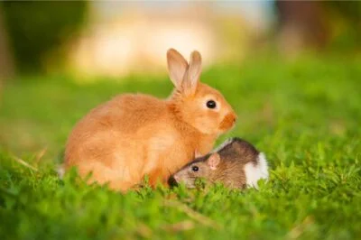 difference between rabbits and rodents