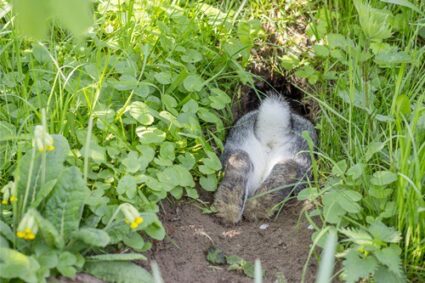 do female rabbits dig more than males?