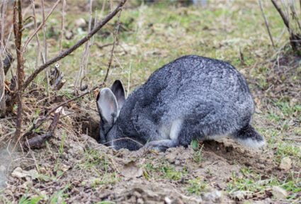 do rabbits dig holes to have babies?