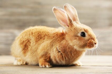 do rabbits get lonely without another rabbit?