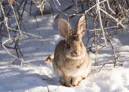 do rabbits hibernate in the winter?