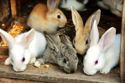 do rabbits kill and eat their babies?