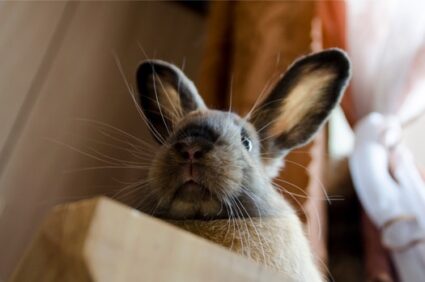 do rabbits need their whiskers?