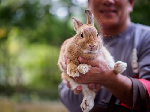  un lapin a-t-il un bon odorat?