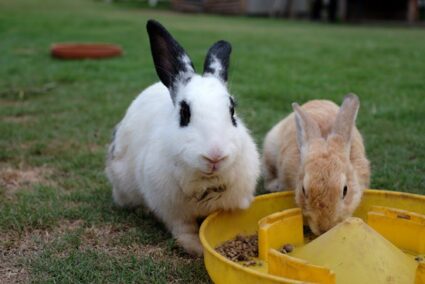 foods that cause constipation in rabbits