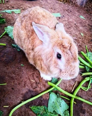 health benefits of spinach for rabbits