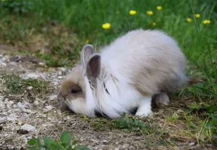 how long can a rabbit go without pooping?