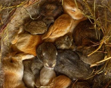 how many babies in a rabbit's first litter