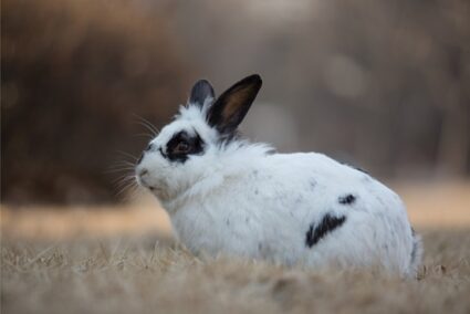 how often do rabbits urinate?