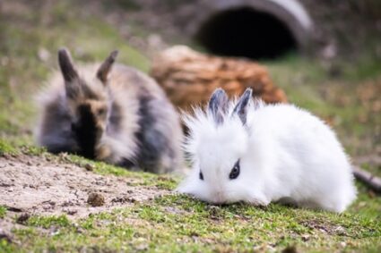 miniature lionhead rabbit