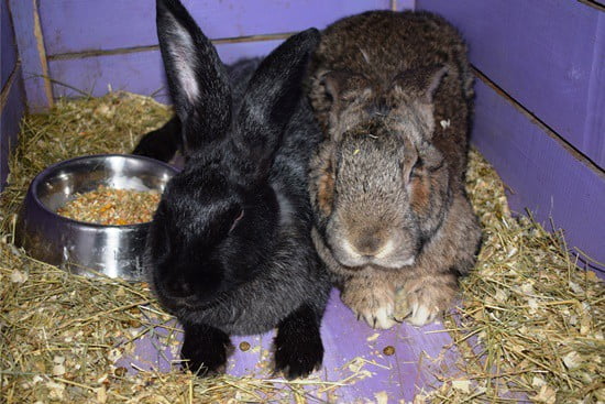 Flemish Giant Rabbits as Pets (A Complete Care Guide Pictures)