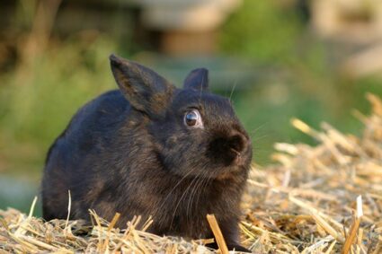 how to reduce stress in rabbits