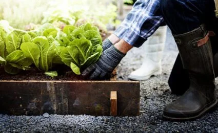 is rabbit poop good manure?