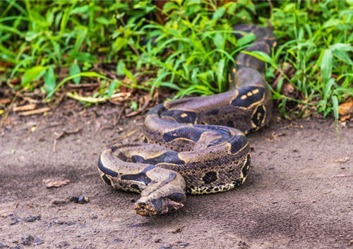 keep snakes away from rabbits