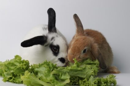 list of lettuce rabbits can eat